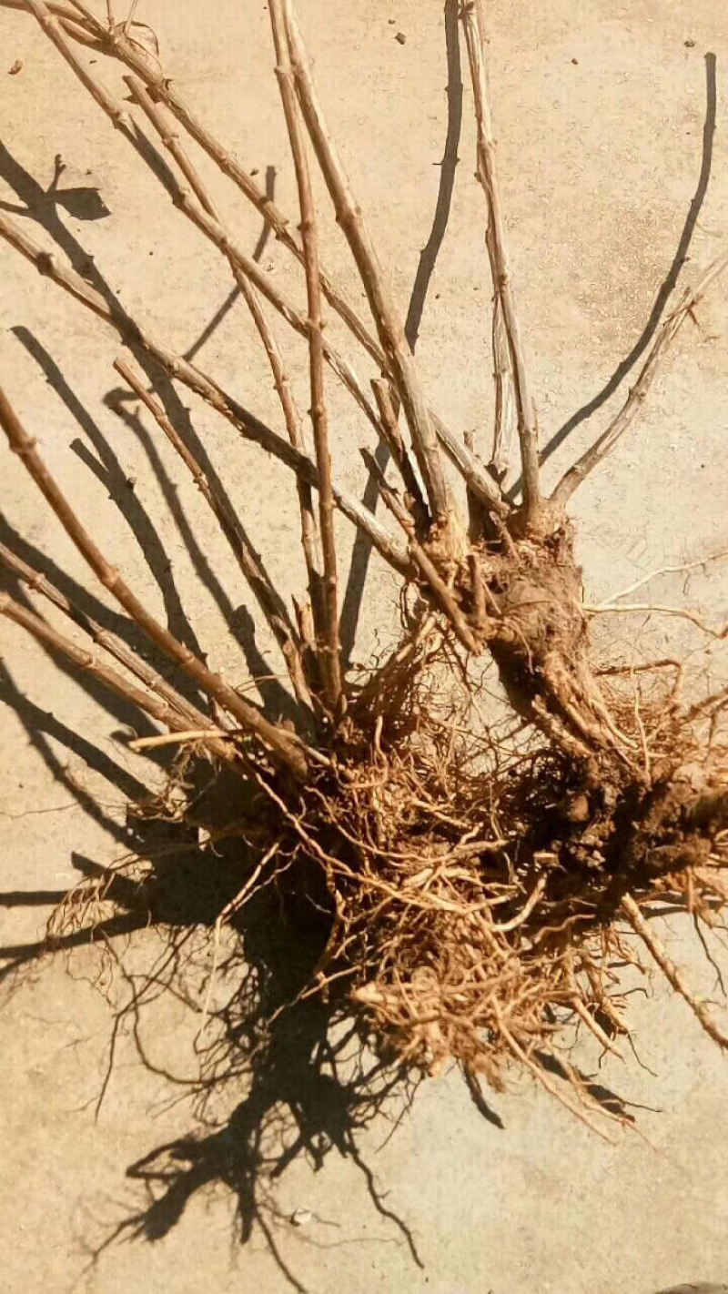 宝塔木绣球老桩苗现挖包成活苗子粗壮成活高