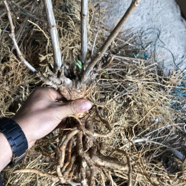 宝塔木绣球老桩苗现挖包成活苗子粗壮成活高