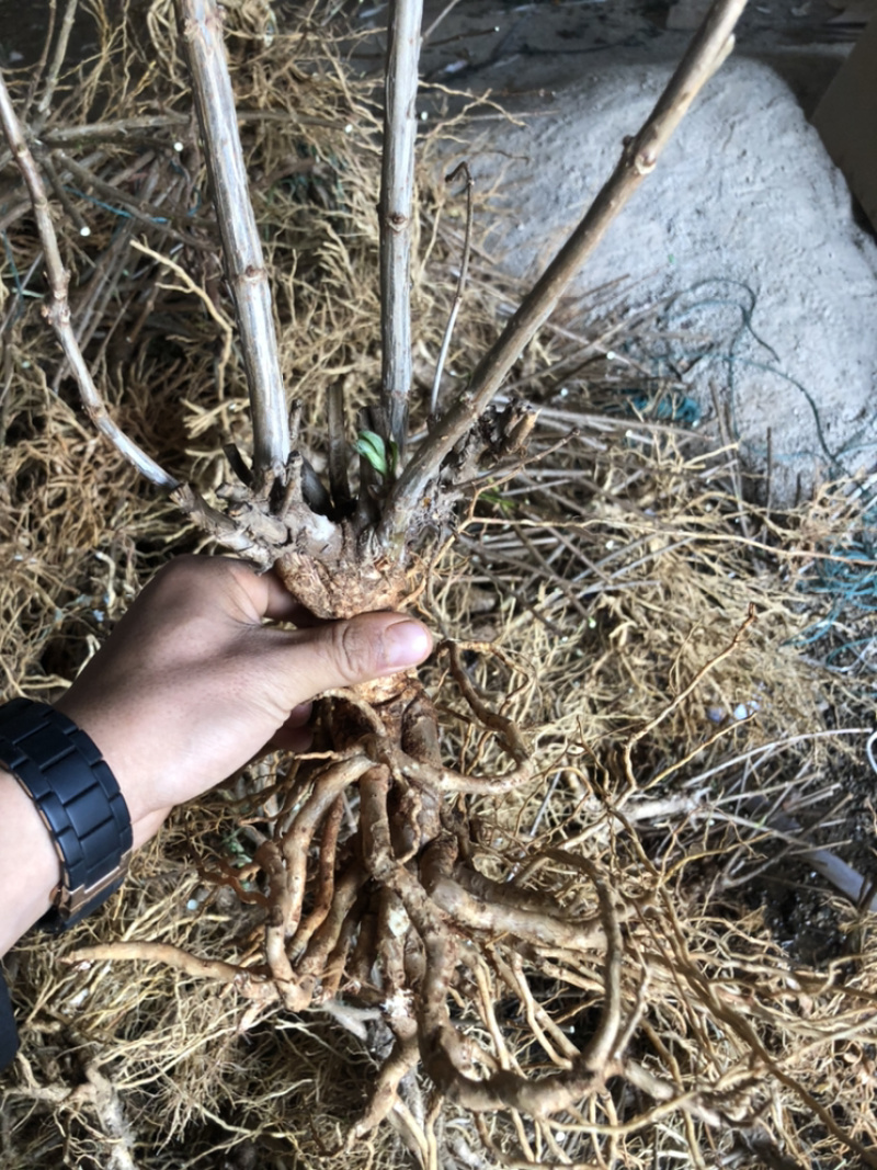 宝塔木绣球老桩苗现挖包成活苗子粗壮成活高