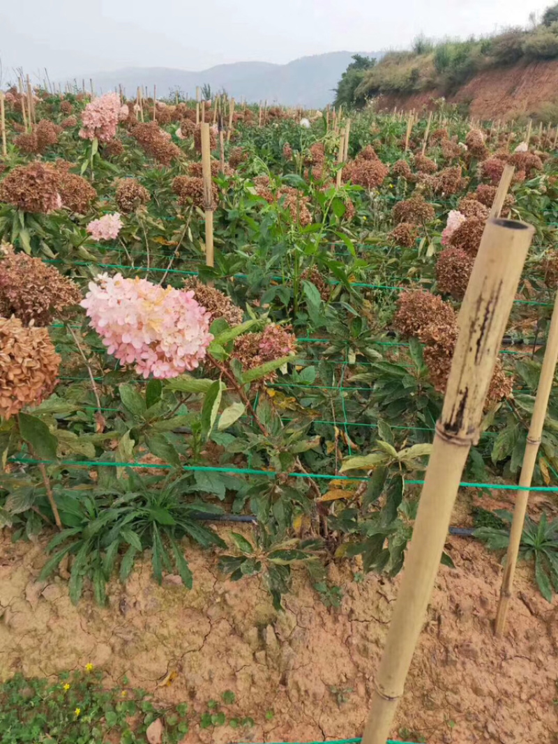 宝塔木绣球老桩苗现挖包成活苗子粗壮成活高
