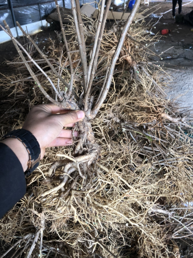 宝塔木绣球老桩苗现挖包成活苗子粗壮成活高