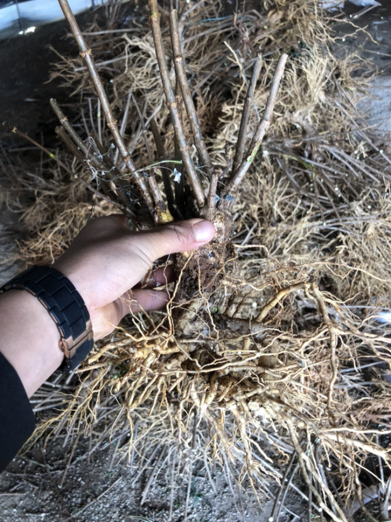 宝塔木绣球老桩苗现挖包成活苗子粗壮成活高