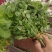 精品荆芥