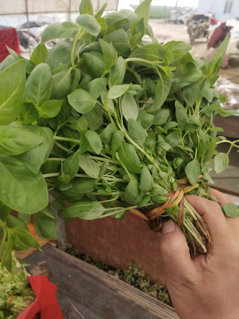 精品荆芥