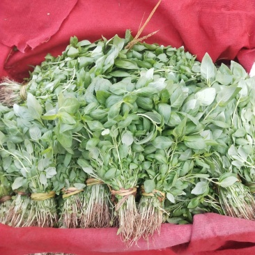精品荆芥