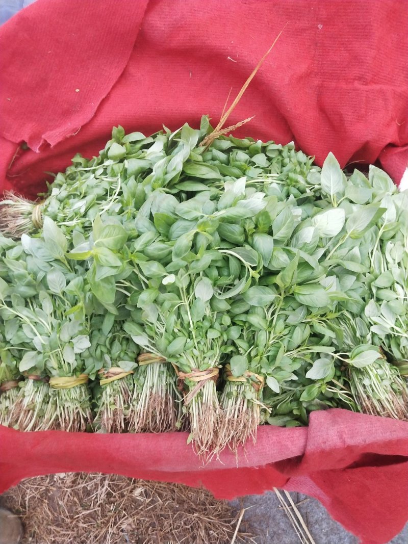 精品荆芥