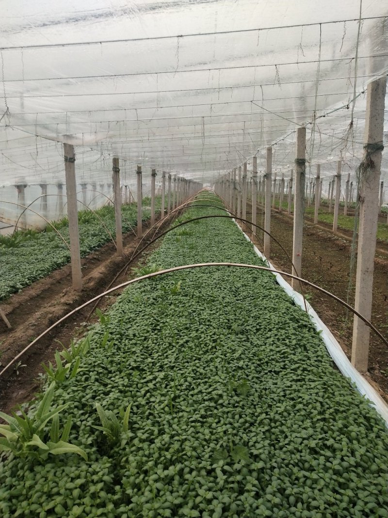 精品荆芥