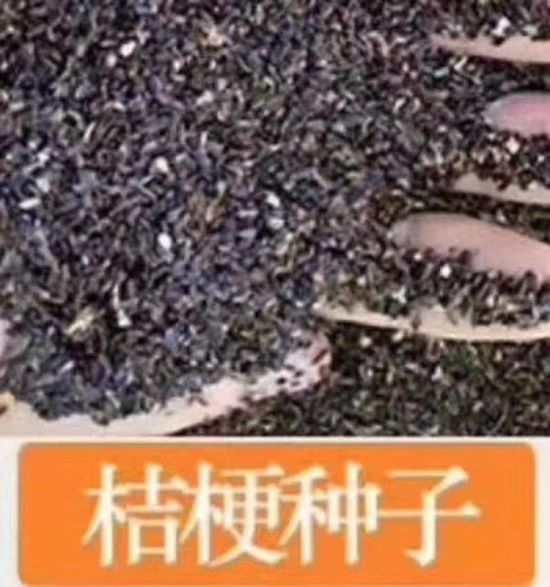 桔梗桔梗桔梗片桔梗粉批发