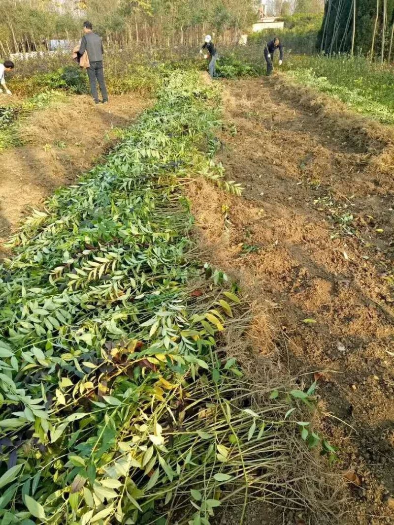 基地直发连翘苗，连翘球量大价优报上车价