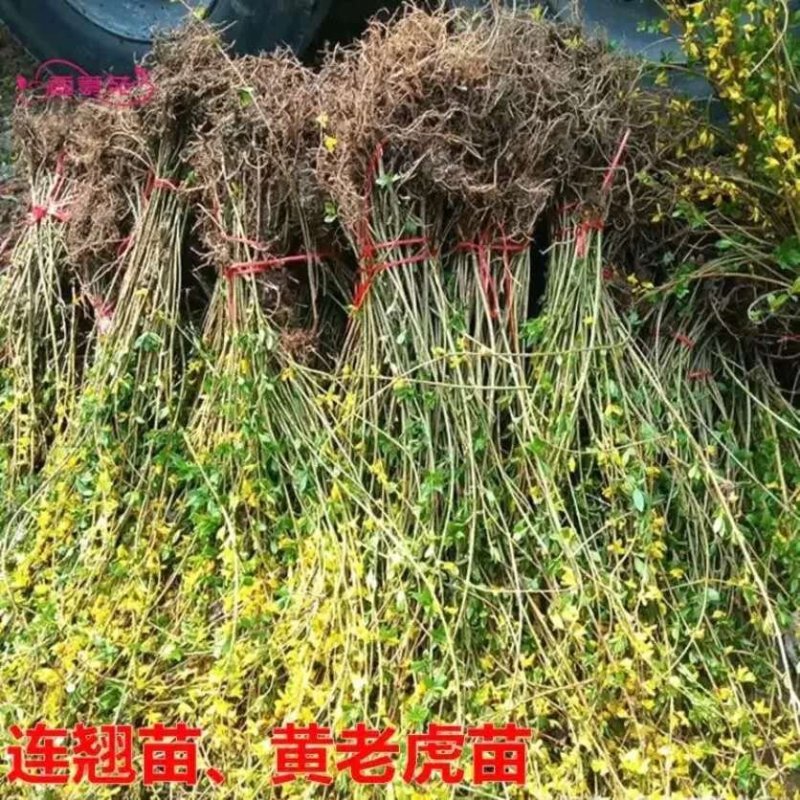 基地直发连翘苗，连翘球量大价优报上车价
