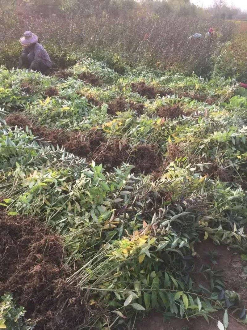 基地直发连翘苗，连翘球量大价优报上车价
