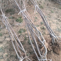 果树，苹果树，三公分到二十公分。