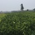 纽荷尔脐橙苗，二年杯苗，地径1.5公分以上。无病害，根好