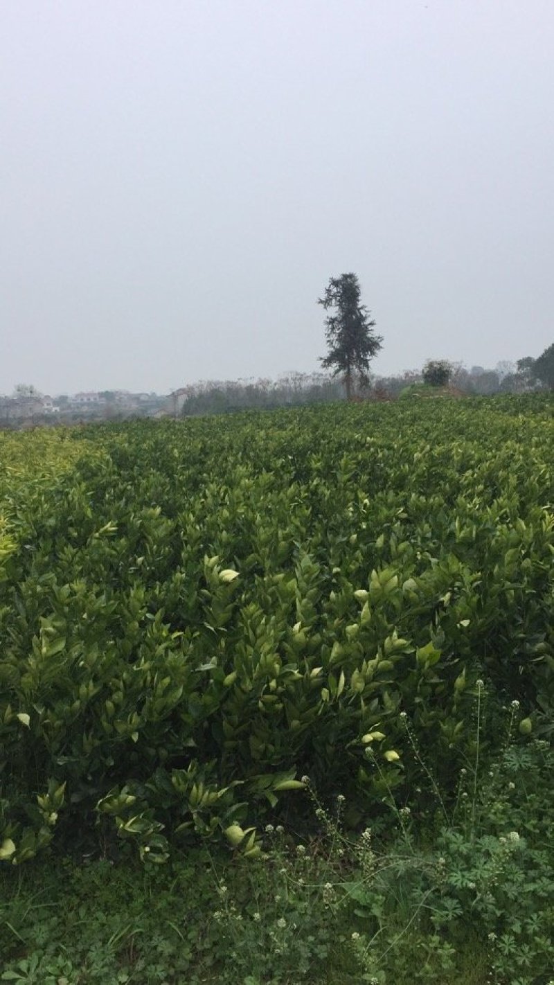 纽荷尔脐橙苗，二年杯苗，地径1.5公分以上。无病害，根好
