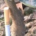 纽荷尔脐橙苗，二年杯苗，地径1.5公分以上。无病害，根好