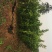 纽荷尔脐橙苗，二年杯苗，地径1.5公分以上。无病害，根好