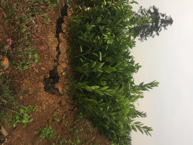 纽荷尔脐橙苗，二年杯苗，地径1.5公分以上。无病害，根好