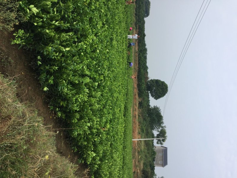 纽荷尔脐橙苗，二年杯苗，地径1.5公分以上。无病害，根好