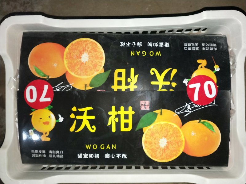 沃柑