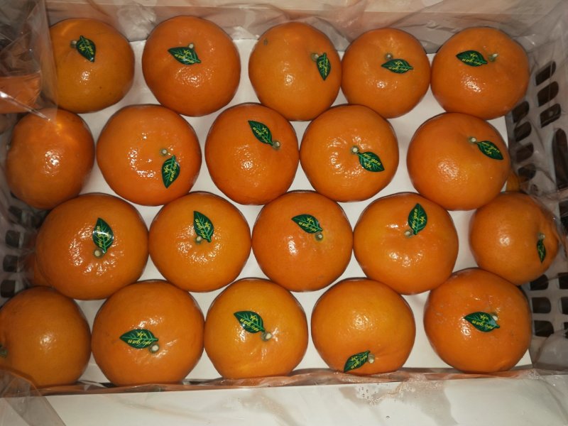 沃柑