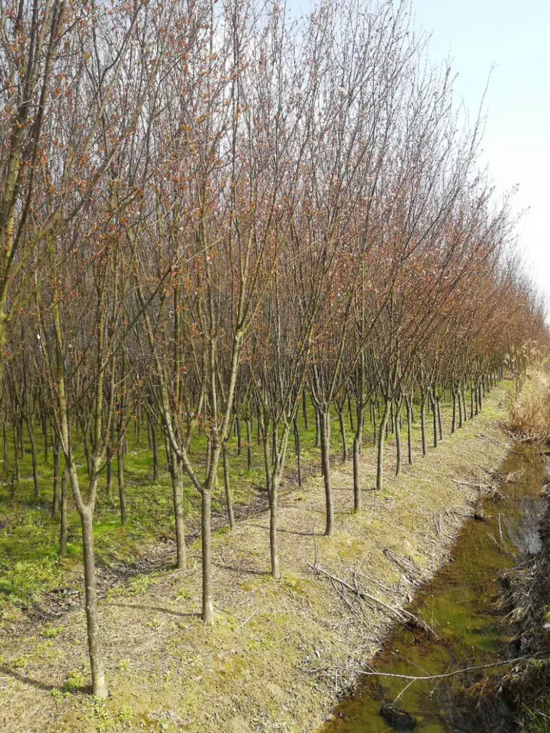 红叶李，红叶李，紫叶李，