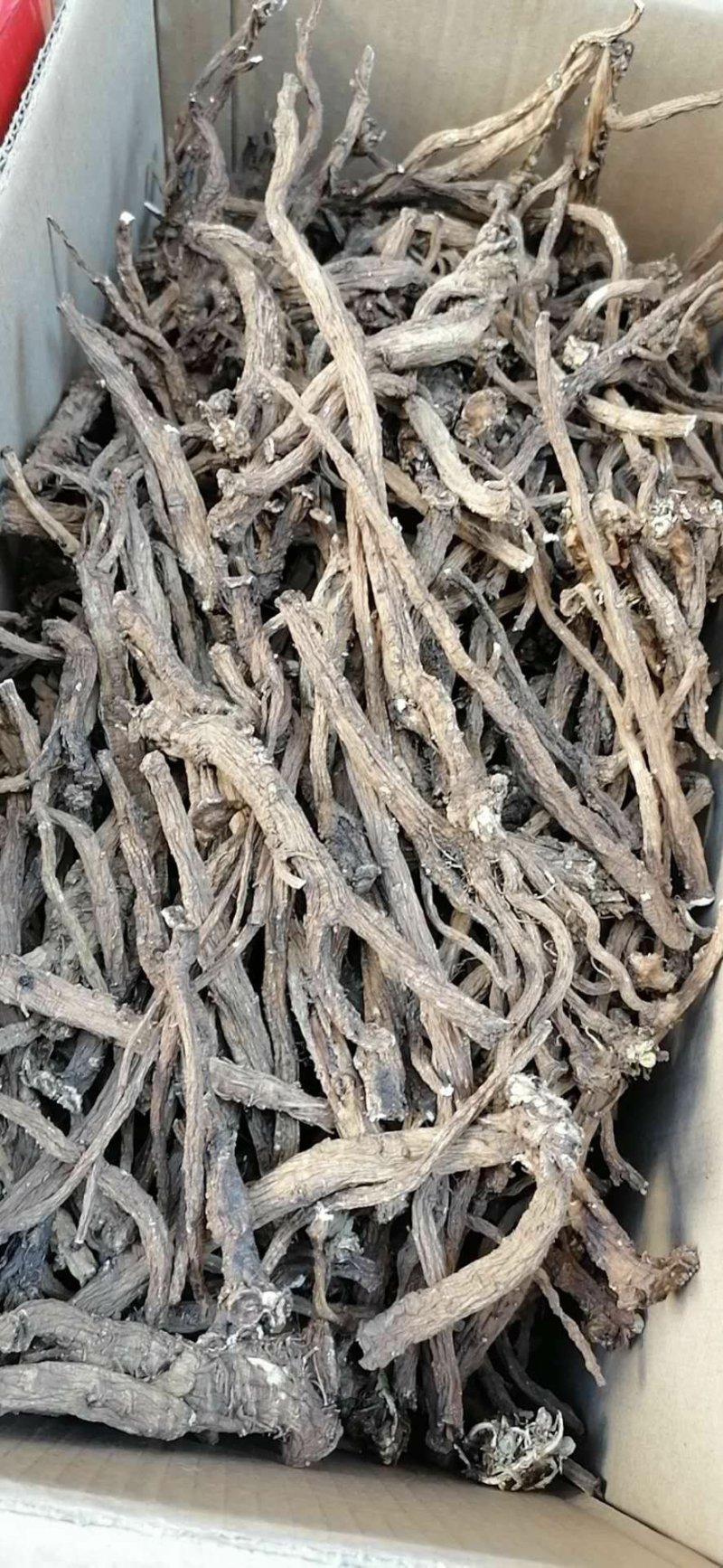 野生干蒲公英根