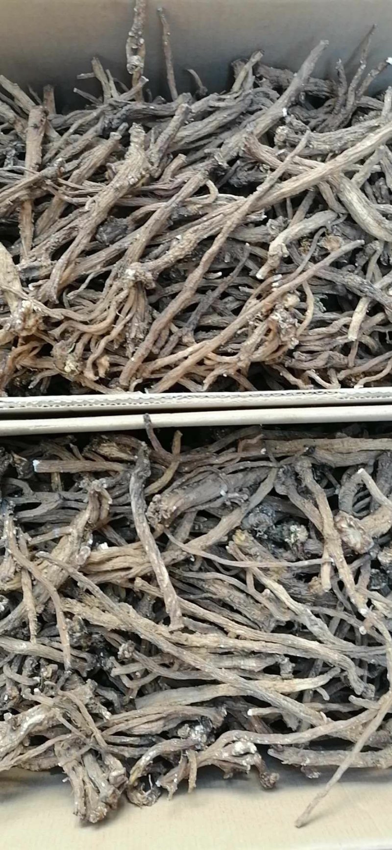 野生干蒲公英根