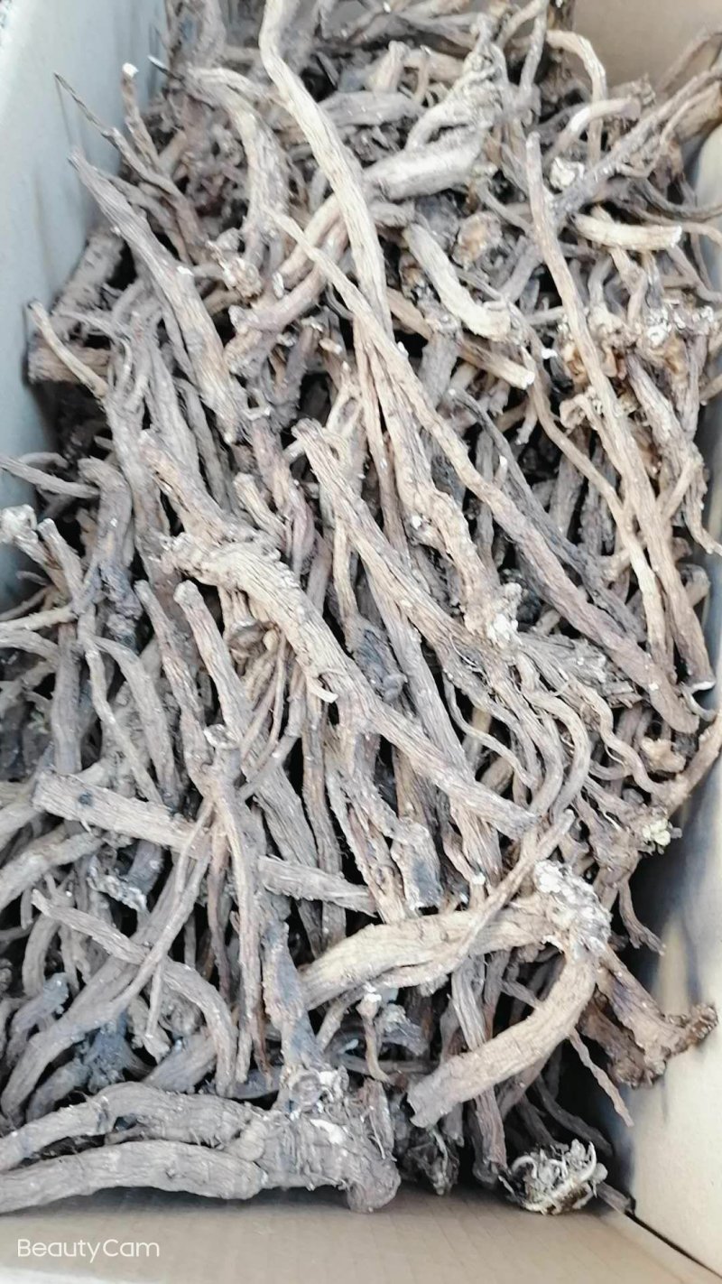 野生干蒲公英根