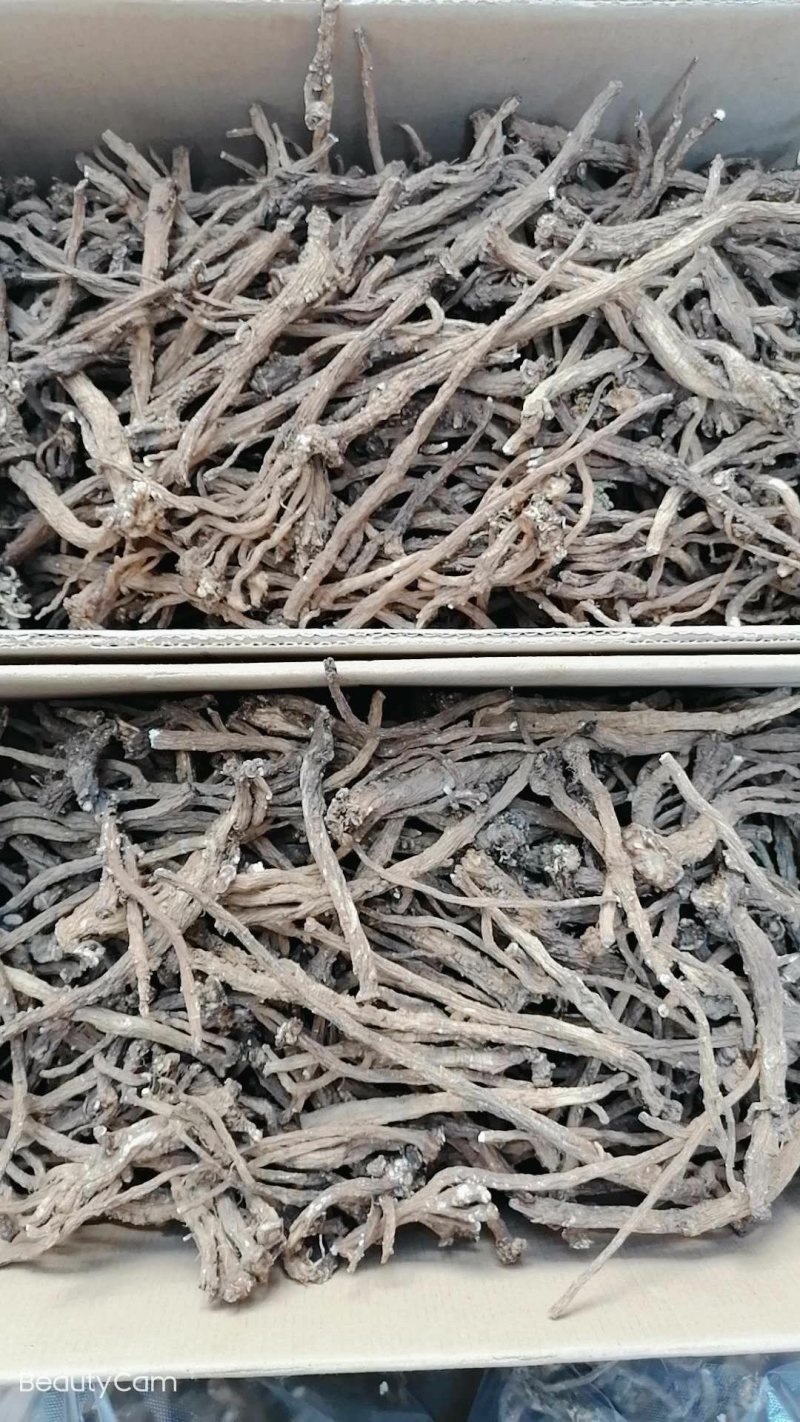 野生干蒲公英根