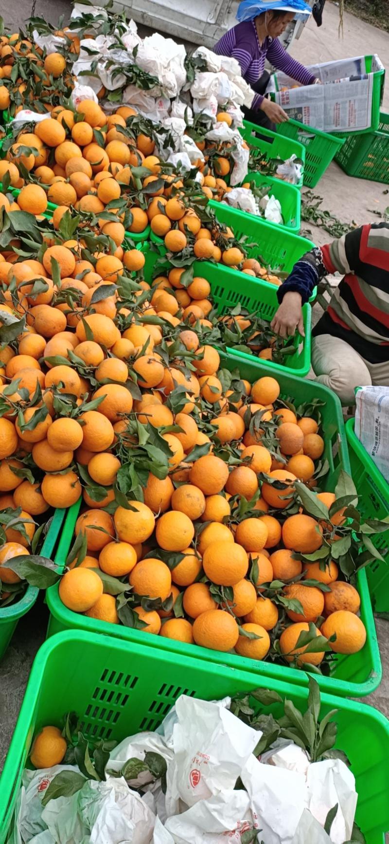 青见柑橘四川资中优质青见柑橘量大从优质量保障
