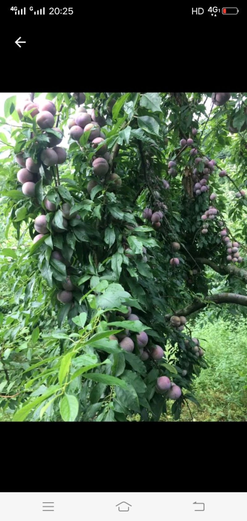 高品质三华李苗，成活率高，产量高，苗场直供