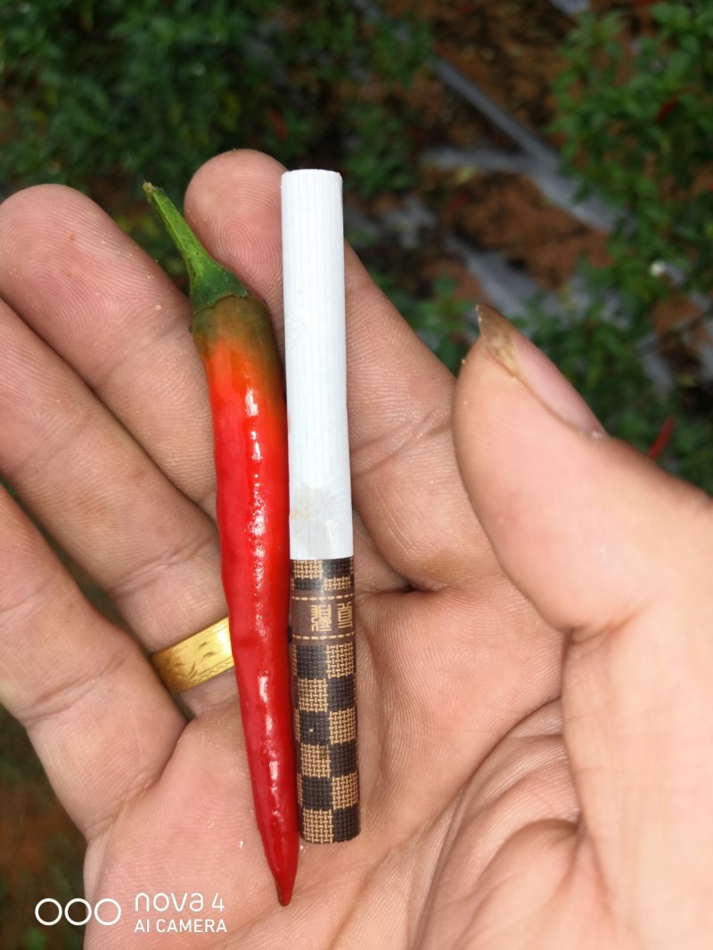 新苗米椒火热销售中！