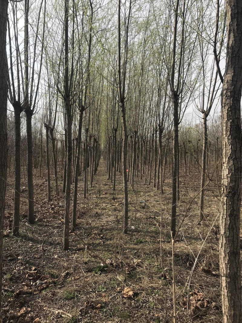 竹柳树柳树直柳树柳树苗美国竹柳树绿化苗木