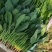菠菜大叶菠菜河北菠菜蔬菜新鲜上市～价格好货源好