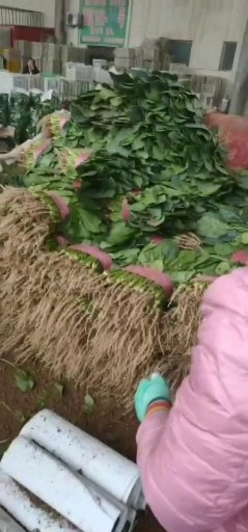 菠菜大叶菠菜河北菠菜蔬菜新鲜上市～价格好货源好