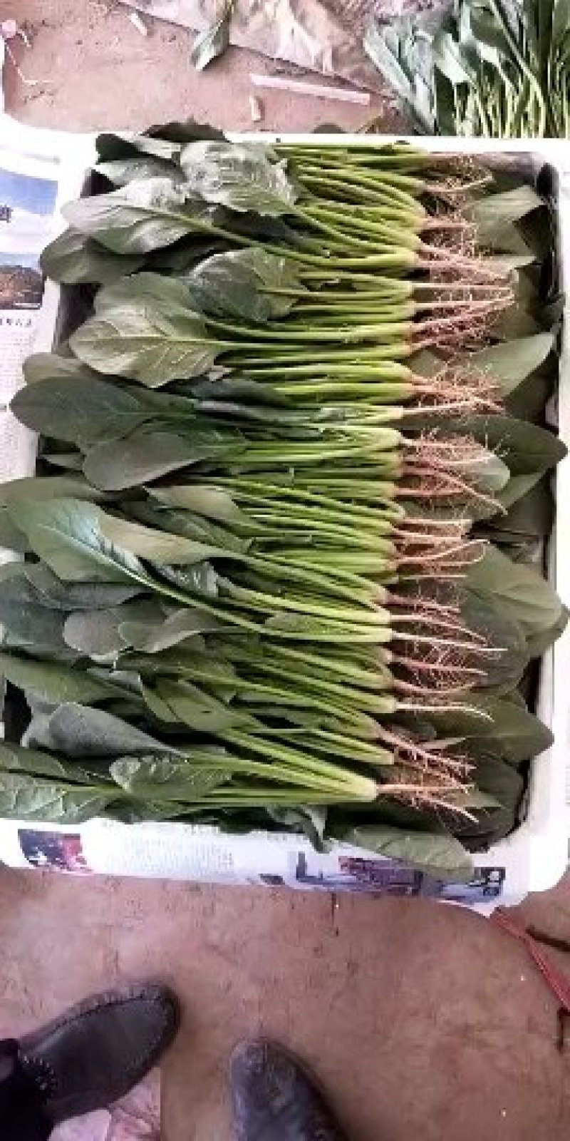 菠菜大叶菠菜河北菠菜蔬菜新鲜上市～价格好货源好