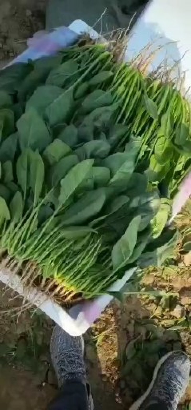 河北大叶菠菜热销中20～28厘米产地直供一手货