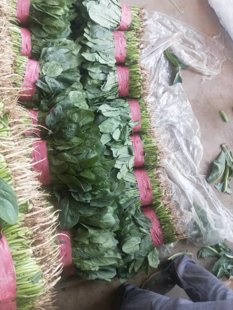 河北大叶菠菜热销中20～28厘米产地直供一手货