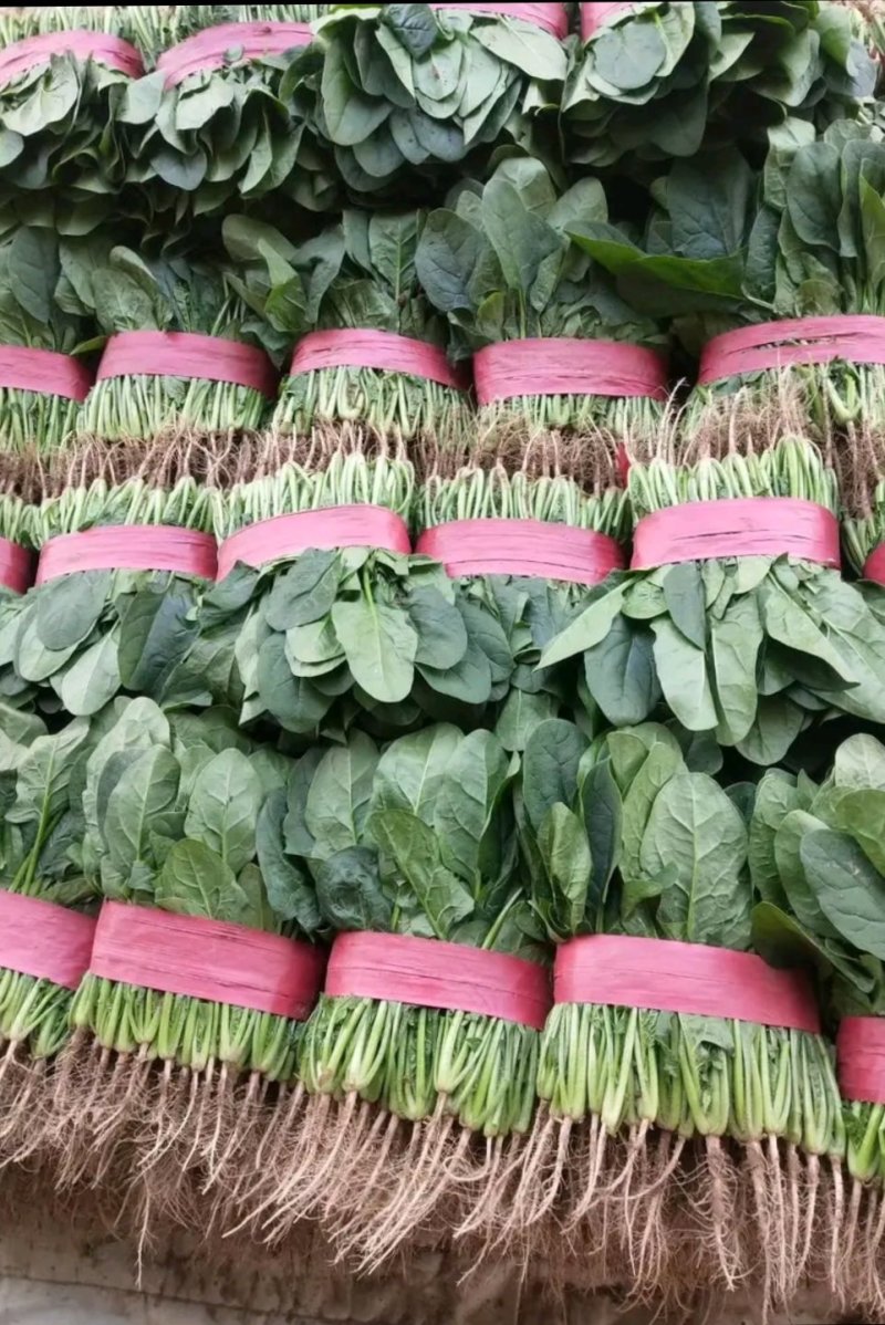 河北大叶菠菜热销中20～28厘米产地直供一手货
