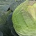 精品扁包菜包菜甘蓝新货大量上市价格美丽基地直发