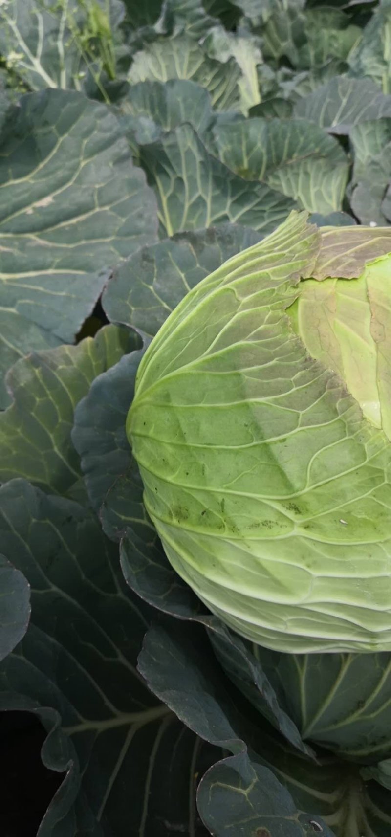 精品扁包菜包菜甘蓝新货大量上市价格美丽基地直发