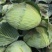 精品扁包菜包菜甘蓝新货大量上市价格美丽基地直发
