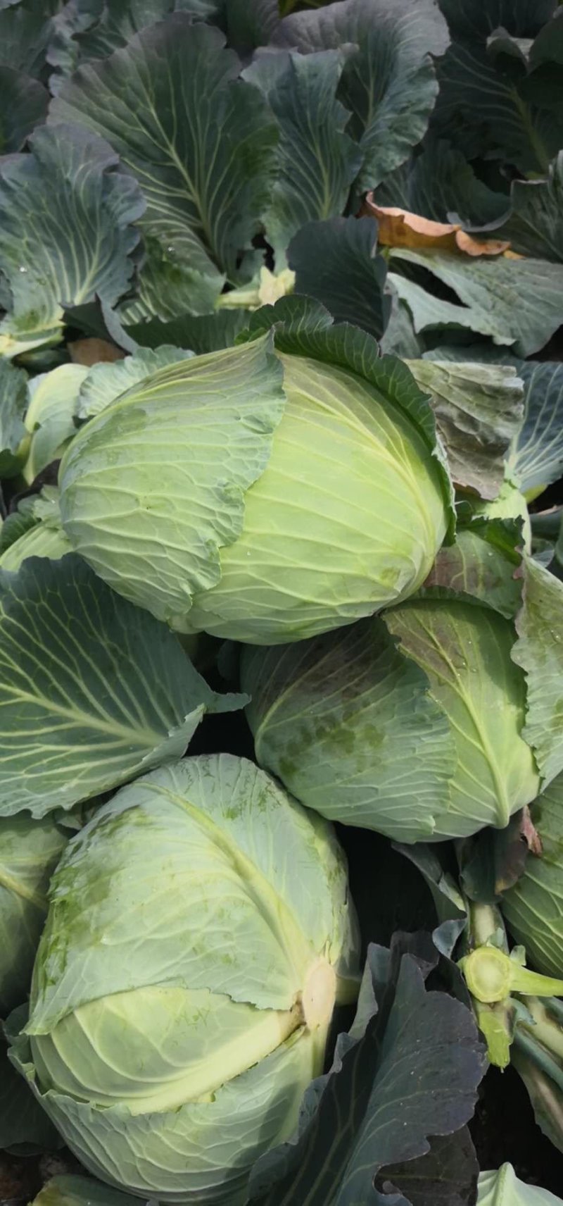 精品扁包菜包菜甘蓝新货大量上市价格美丽基地直发