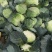 精品扁包菜包菜甘蓝新货大量上市价格美丽基地直发