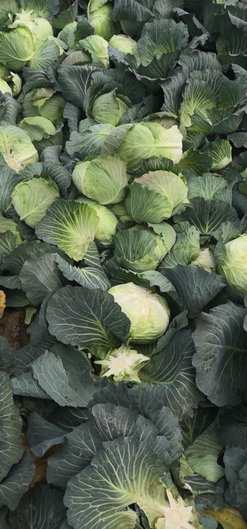 精品扁包菜包菜甘蓝新货大量上市价格美丽基地直发
