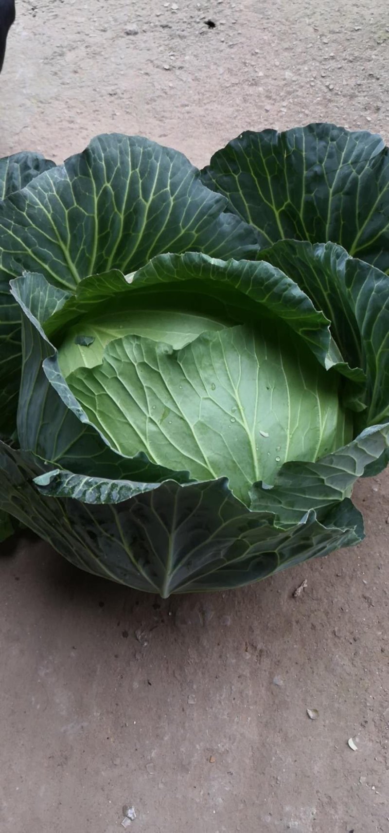 精品扁包菜包菜甘蓝新货大量上市价格美丽基地直发