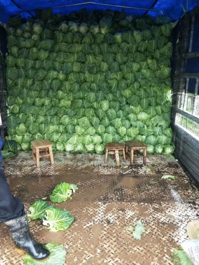精品扁包菜包菜甘蓝新货大量上市价格美丽基地直发