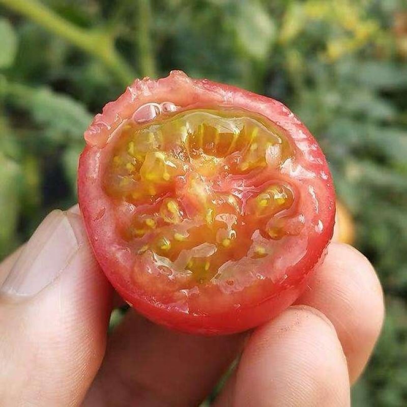 【山东商河贝贝圣女果皮薄汁多，脆甜可口！原产地直供】