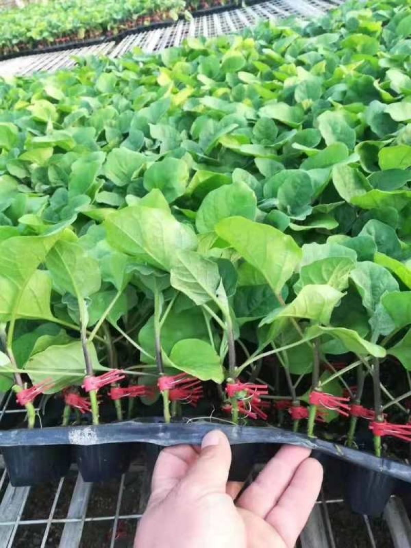 优质黑宝茄子苗量大从优欢迎采购