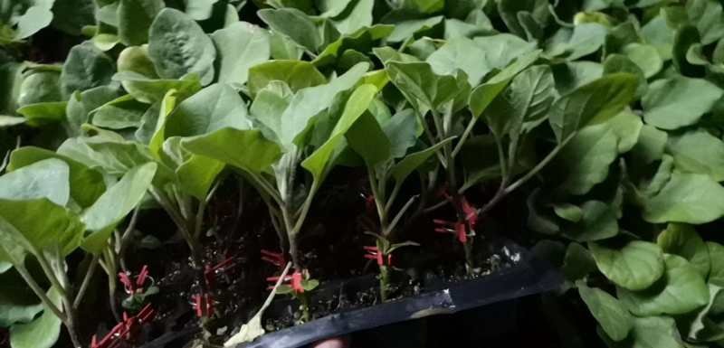 优质黑宝茄子苗量大从优欢迎采购